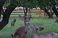 Deer at Capitol Reef National Park, Utah