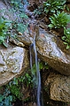 Water at weeping rock, Zion National Park. Takes 1000 years to pass through rock.