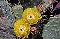 Prickly pear cactus in bloom - Zion National Park