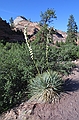 Soaptree yucca - Zion National Park