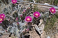 Prickly pear cactus is bloom, Natural Bridges National Monument, Utah