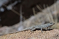 A lizard at cheesy Escalante Petrified Forest State Park, Utah - not THE petrified forest